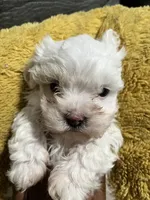 Princess, a female Maltipoo for sale in Fort Worth, TX – 2 of 2