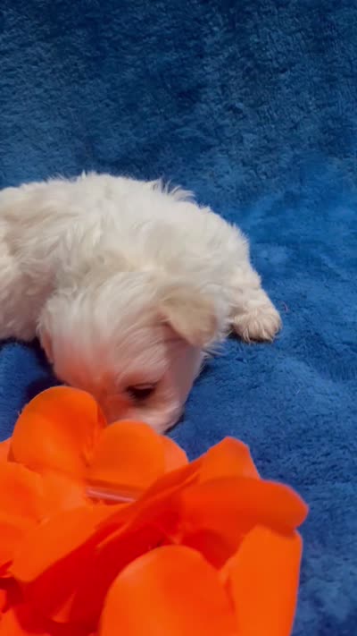 Charlotte, a female Maltipoo for sale in Fort Worth, TX – 3 of 3
