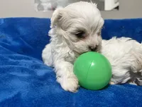 Charlotte, a female Maltipoo for sale in Fort Worth, TX – 2 of 3