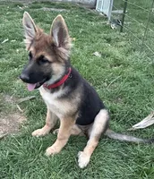 Miss Red, a female German Shepherd Dog for sale in Mechanicsburg, OH – Photo 2 of 3