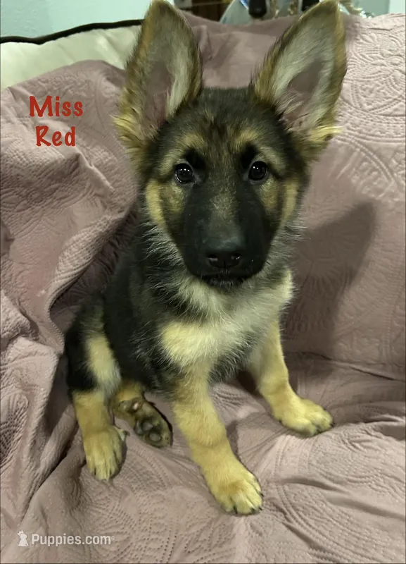 Miss Red – German Shepherd Dog puppy for sale in Mechanicsburg, OH