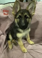 Miss Red, a female German Shepherd Dog for sale in Mechanicsburg, OH – Photo 3 of 3