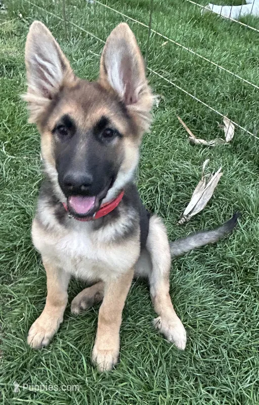 Miss Red – German Shepherd Dog puppy for sale in Mechanicsburg, OH