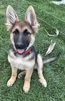 Miss Red, a female German Shepherd Dog for sale in Mechanicsburg, OH – Photo 1 of 3