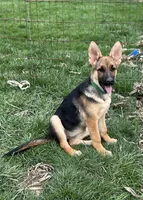 Miss Green, a female German Shepherd Dog for sale in Mechanicsburg, OH – Photo 1 of 3
