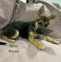 Miss Green, a female German Shepherd Dog for sale in Mechanicsburg, OH – Photo 3 of 3