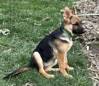 Miss Green, a female German Shepherd Dog for sale in Mechanicsburg, OH – Photo 2 of 3