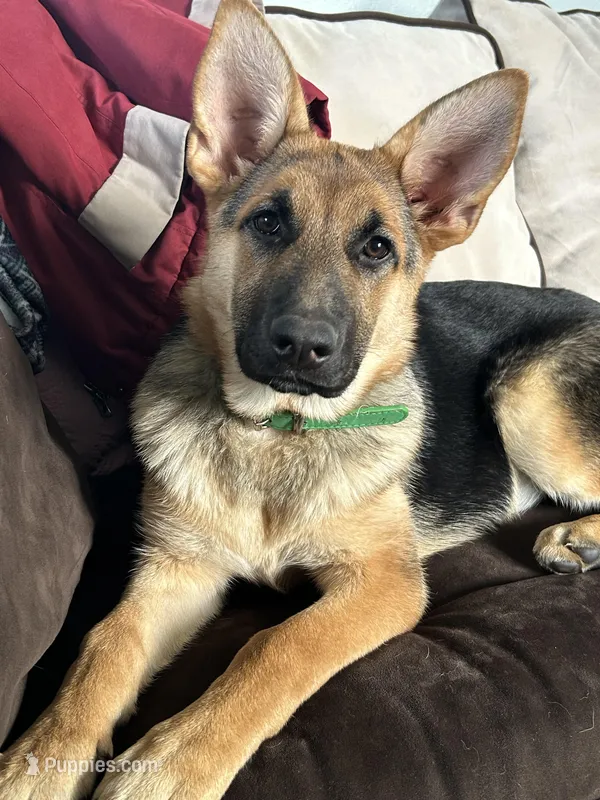 Miss Green – German Shepherd Dog puppy for sale in Mechanicsburg, OH