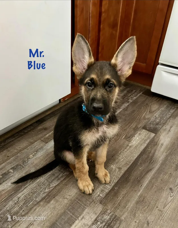 Mr Blue – German Shepherd Dog puppy for sale in Mechanicsburg, OH