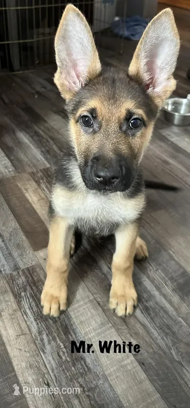 Mr White – German Shepherd Dog puppy for sale in Mechanicsburg, OH