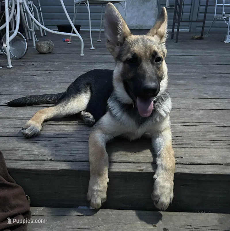 Miss Purple – German Shepherd Dog puppy for sale in Mechanicsburg, OH