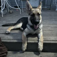 Miss Purple, a female German Shepherd Dog for sale in Mechanicsburg, OH – Photo 1 of 5