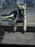 Miss Purple, a female German Shepherd Dog for sale in Mechanicsburg, OH – Photo 3 of 5