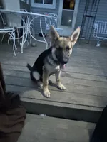 Miss Purple, a female German Shepherd Dog for sale in Mechanicsburg, OH – Photo 4 of 5