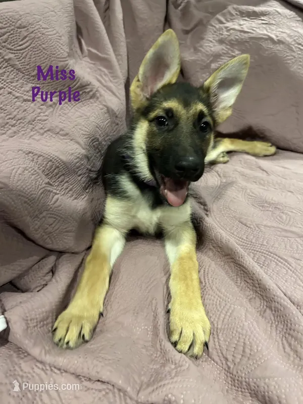 Miss Purple – German Shepherd Dog puppy for sale in Mechanicsburg, OH