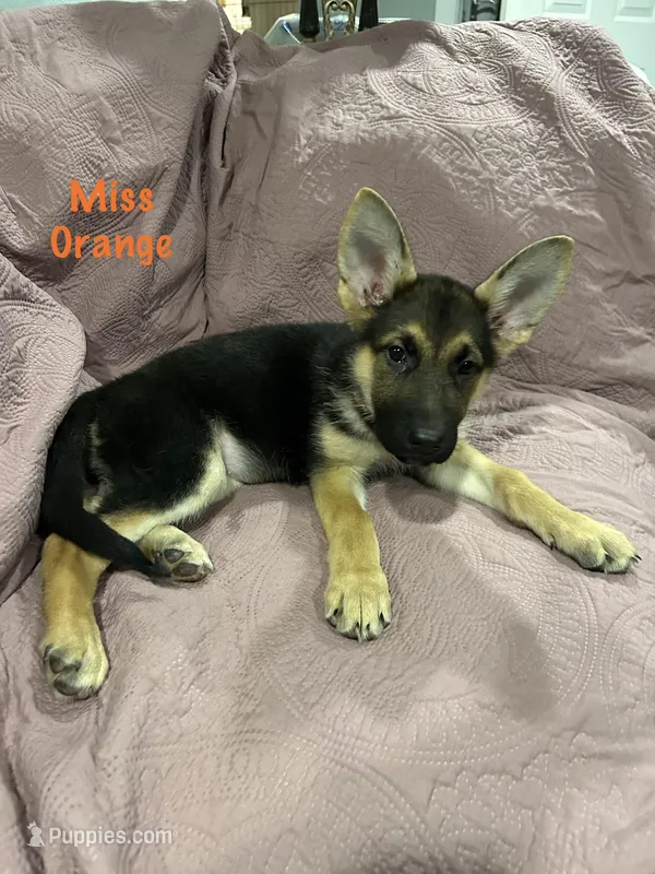 Miss Orange – German Shepherd Dog puppy for sale in Mechanicsburg, OH
