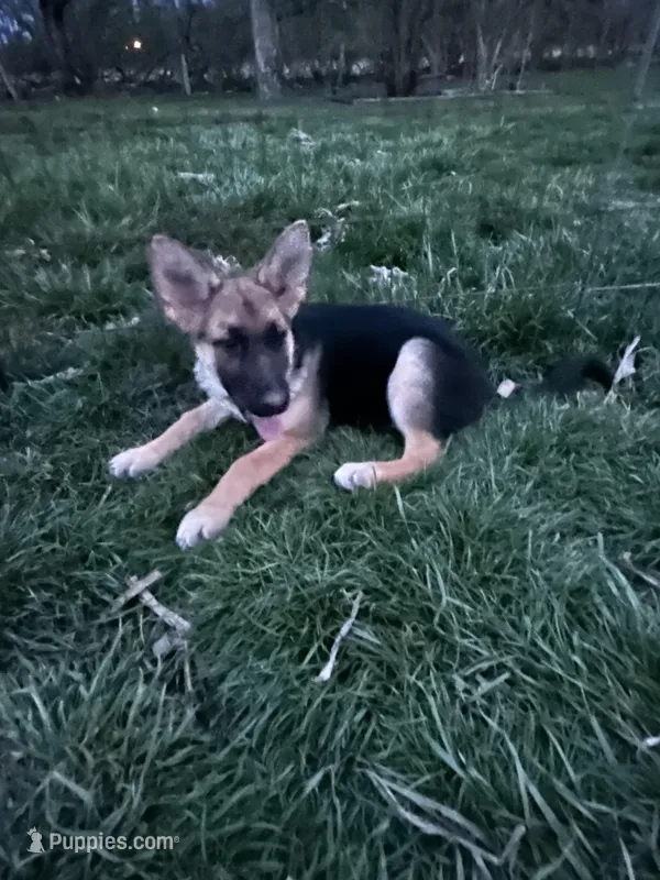 Miss Orange – German Shepherd Dog puppy for sale in Mechanicsburg, OH