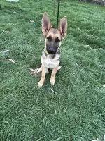 Miss Yellow, a female German Shepherd Dog for sale in Mechanicsburg, OH – Photo 2 of 2