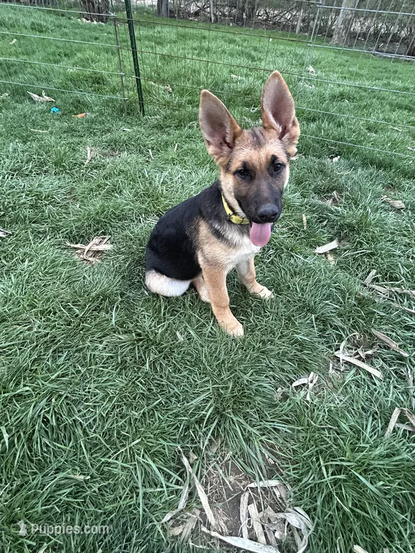 Miss Yellow – German Shepherd Dog puppy for sale in Mechanicsburg, OH