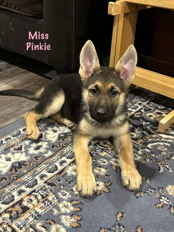 Miss Pinkie – German Shepherd Dog puppy for sale in Mechanicsburg, OH