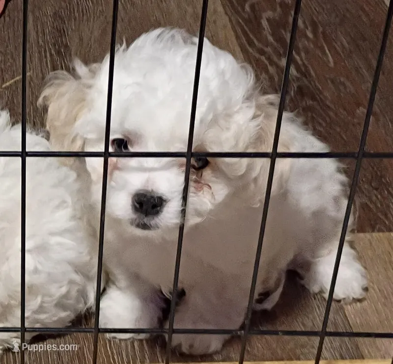 KINKY BOY, a male Maltipoo for sale in Ocala, FL – Photo 1 of 1