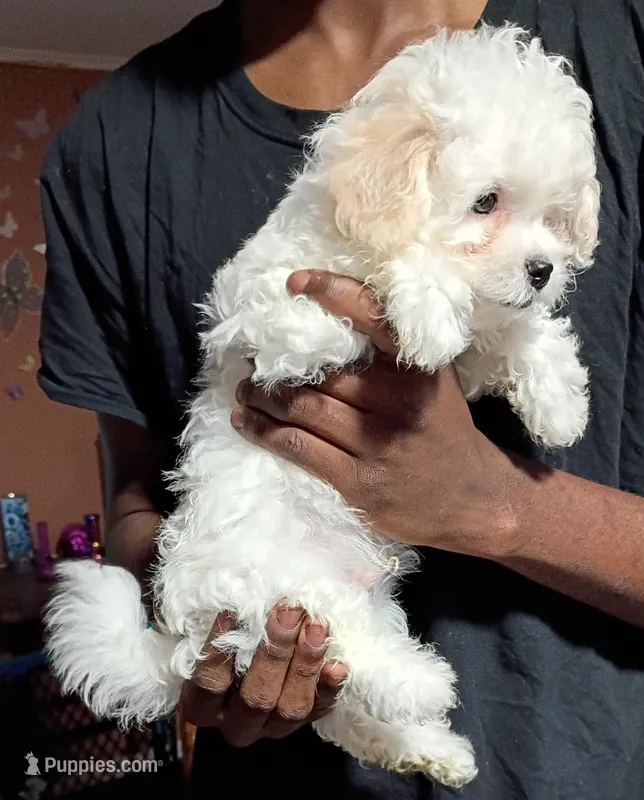 KINKY BOY – Maltipoo puppy for sale in Ocala, FL