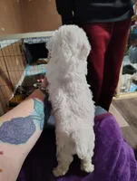 VICIOUS, a male Poodle - Toy  for sale in Ocala, FL – Photo 3 of 5