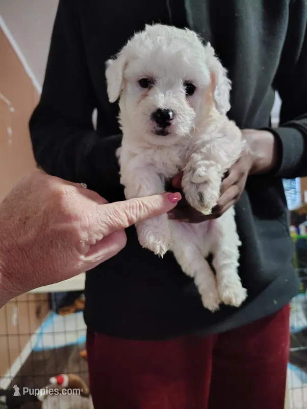 VICIOUS, a male Poodle - Toy  for sale in Ocala, FL – Photo 1 of 5