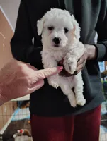 VICIOUS, a male Poodle - Toy  for sale in Ocala, FL – Photo 1 of 5