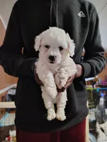 VICIOUS, a male Poodle - Toy  for sale in Ocala, FL – Photo 2 of 5