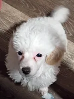 LEFTY GRL , a female Poodle - Toy  for sale in Ocala, FL – Photo 5 of 8