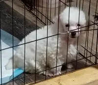 LEFTY GRL , a female Poodle - Toy  for sale in Ocala, FL – Photo 4 of 8