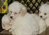 LEFTY GRL , a female Poodle - Toy  for sale in Ocala, FL – Photo 3 of 8