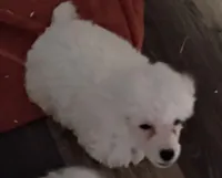 LEFTY GRL , a female Poodle - Toy  for sale in Ocala, FL – Photo 6 of 8