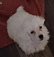 LEFTY GRL , a female Poodle - Toy  for sale in Ocala, FL – Photo 8 of 8