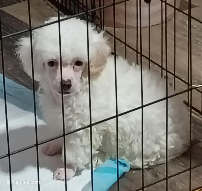 LEFTY GRL  – Poodle - Toy  puppy for sale in Ocala, FL