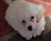 LEFTY GRL , a female Poodle - Toy  for sale in Ocala, FL – Photo 7 of 8