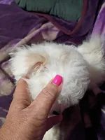 TEENY TINE, a female Maltipoo for sale in Ocala, FL – Photo 9 of 9