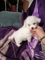 TEENY TINE, a female Maltipoo for sale in Ocala, FL – Photo 7 of 9