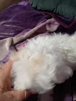 TEENY TINE, a female Maltipoo for sale in Ocala, FL – Photo 8 of 9