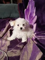 TEENY TINE, a female Maltipoo for sale in Ocala, FL – Photo 3 of 9