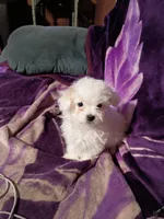 TEENY TINE, a female Maltipoo for sale in Ocala, FL – Photo 6 of 9