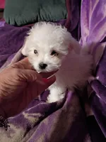 TEENY TINE, a female Maltipoo for sale in Ocala, FL – Photo 4 of 9