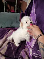 TEENY TINE, a female Maltipoo for sale in Ocala, FL – Photo 1 of 9