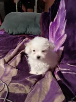 TEENY TINE, a female Maltipoo for sale in Ocala, FL – Photo 5 of 9