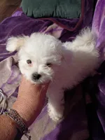 TEENY TINE, a female Maltipoo for sale in Ocala, FL – Photo 2 of 9
