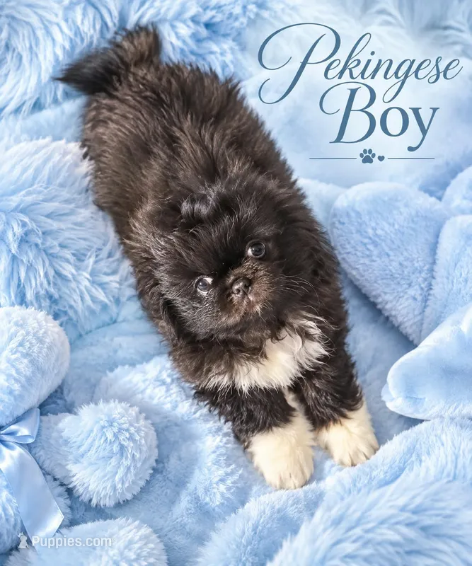 Blue boy – Pekingese puppy for sale in Graham, NC