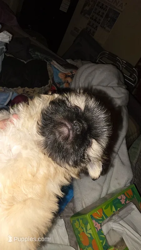 Ginsi – Pekingese puppy for sale in Graham, NC