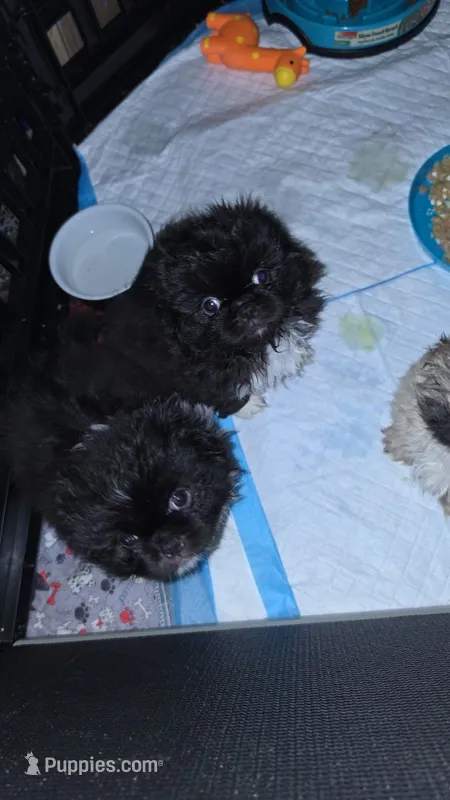 Blue boy – Pekingese puppy for sale in Graham, NC