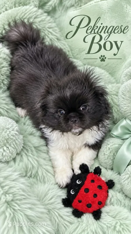 Lightning – Pekingese puppy for sale in Graham, NC